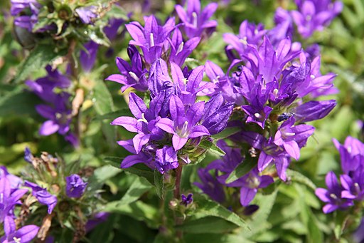 Campanula alata 1943