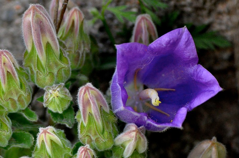 File:Campanula pelviformis.jpg