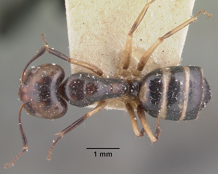 File:Camponotus cambouei casent0101530 dorsal 1.jpg