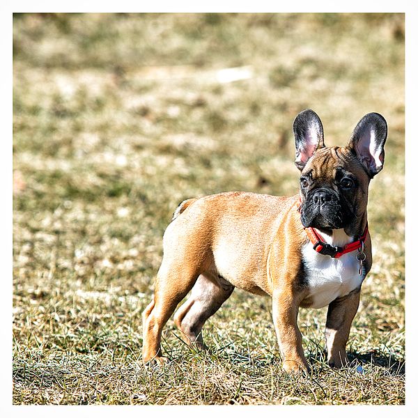 File:Cannabis French Bulldog.jpg