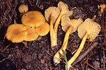 Thumbnail for Cantharellus tabernensis