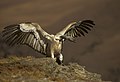 Cape Vulture - Château Géant - Afrique du Sud 010002 (15444476446).jpg