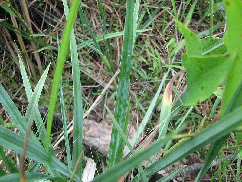 File:Carex glaucodea leaves.jpg