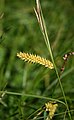 Carex vesicaria 2.jpg