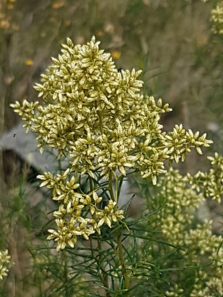 <i>Cassinia quinquefaria</i> Species of flowering plant