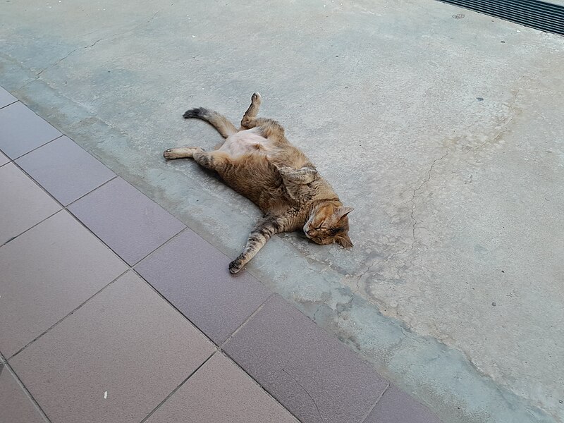 File:Cat lying down.jpg