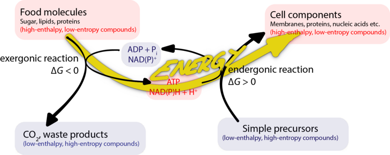 File:Catabolism, energy carriers and anabolism.png