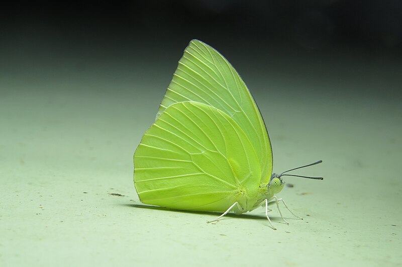 File:Catopsilia pomona - Common emigrant life cycle newly emerged (13).jpg