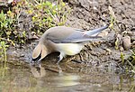 Thumbnail for File:Cedar Waxwing 5624m.jpg