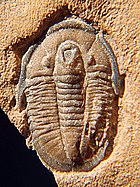 Fossil of the Cambrian trilobite Cedaria Cedaria minor CRF.jpg