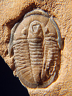 <i>Cedaria</i> genus of arthropods (fossil)