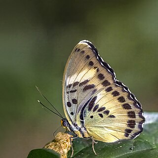 <i>Euphaedra ceres</i> Species of butterfly