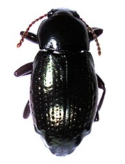 Cerodolus tuberculatus.jpg