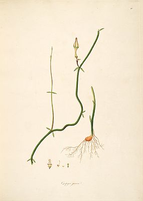 Ceropegia juncea (original illustration from Roxburgh, 1795, vol. 1, plate 10)