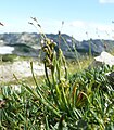 Chamorchis alpina 250708h.jpg