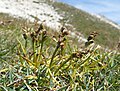 Chamorchis alpina Italy - Stubaier Alpen