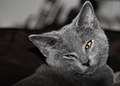 * Nomination My sweet Edouard-Marie, a pure chartreux cat --Stephanemartin 22:53, 28 January 2010 (UTC) * Promotion  Support I would prefer slightly deeper DOF, but QI anyway IMO. Good composition! --MattiPaavola 10:10, 29 January 2010 (UTC)