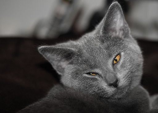 Chartreux-cat-edouard-marie