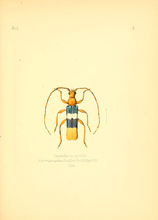 <i>Chenoderus</i> Genus of beetles
