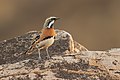 Chestnut-breasted Quail-thrush, Mt Grenfell, New South Wales, Australia