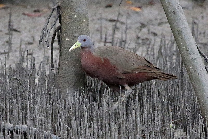 File:Chestnut Rail A4804.jpg