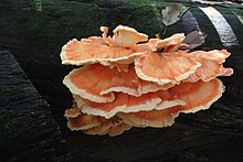 L. cincinnatus in Prospect Park, Brooklyn, New York in October 2012 Chicken of the Woods Laetiporus sulphureus.jpg