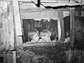 Russell Lee. Children looking outside of window of shack home, Community camp, Oklahoma City, Oklahoma. July 1939.