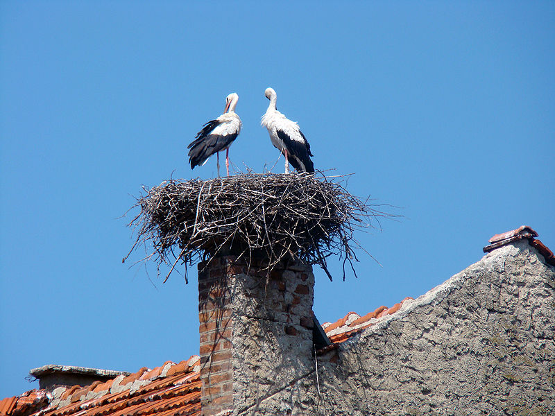 File:Chimney-with-stork-nest.jpg