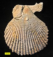 Fossillized shell of a Chlamys bivalve Chlamys Pliocene Cyprus.jpg