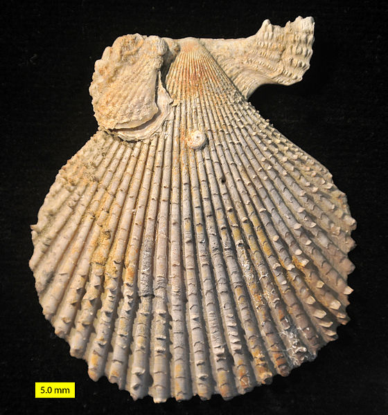 File:Chlamys Pliocene Cyprus.jpg