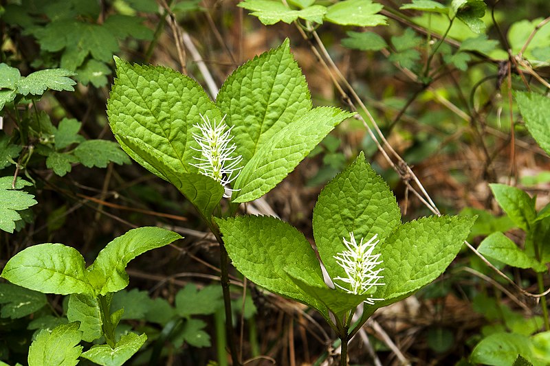 File:Chloranthus fortunei 2.jpg