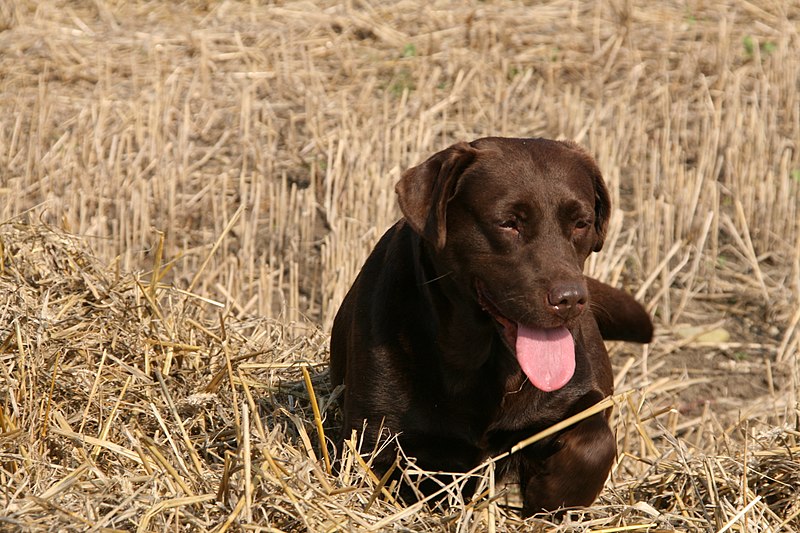 File:Chocolate labrador in straw (2878965966).jpg