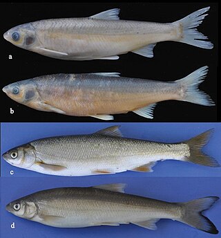 <i>Chondrostoma kinzelbachi</i> Species of fish