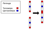 Миниатюра для Файл:Chromosome 2 merge ukr.svg