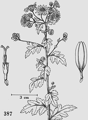 Descrizione dell'immagine Chrysanthemum_indicum_tropicos.jpg.