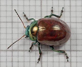 <i>Chrysolina polita</i> Species of beetle