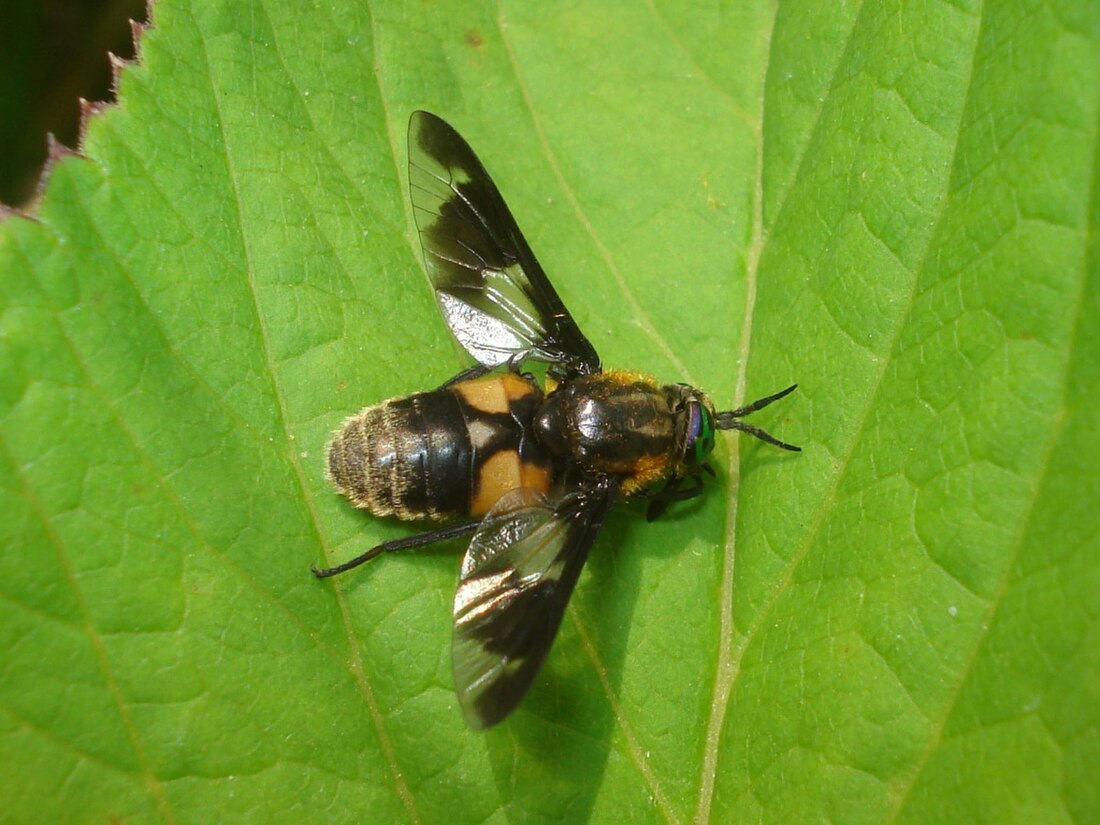 Chrysops