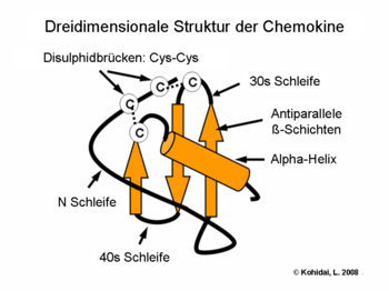 Three-dimensional structure of the chemokines