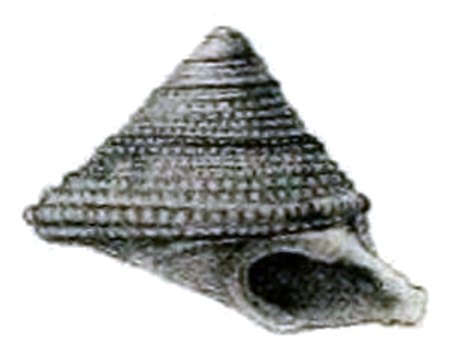 Chytra kirki shell 3.png