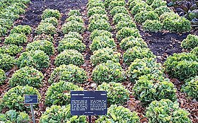 Cichorium endivia field.jpg