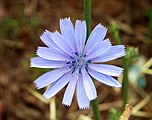 Cichorium intybus (Asteraceae) Chicory