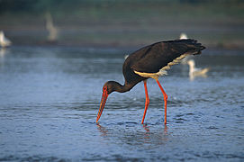 Photographie d'une cigogne noire, posée sur un plan d’eau et pêchant.