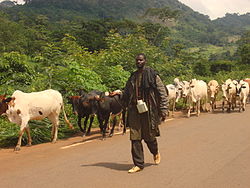 Pastore che guida un gregge di zebù sulla strada nazionale Man-Touba