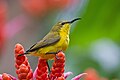 Olive-backed Sunbird (Cinnyris jugularis) female, Daintree Villiage, Queensland, Australia