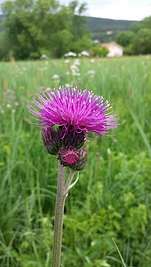 Cirsium rivulare sl1.jpg