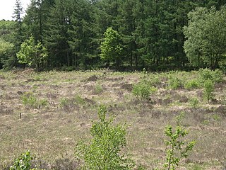 <span class="mw-page-title-main">Cleddon Bog</span>