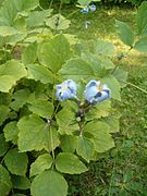 Clematis tubulosa