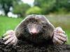 Close-up of mole.jpg