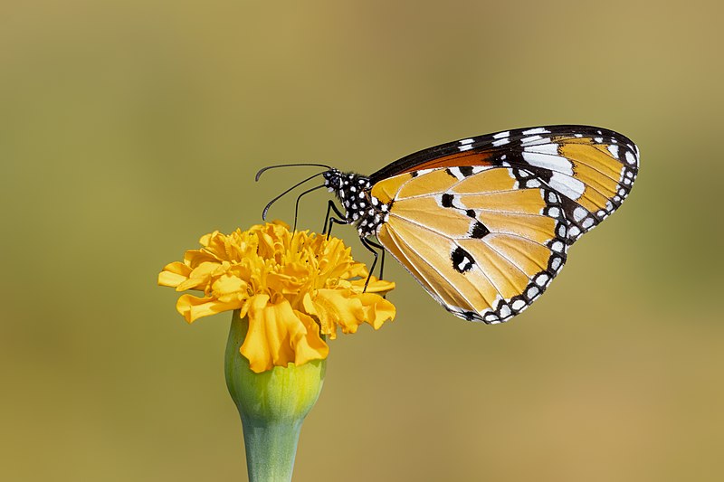 File:Close wing Nectering of Danaus chrysippus (Linnaeus, 1758) - Plain Tiger (Male) WLB.jpg