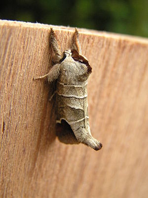 Clostera curtula.jpg